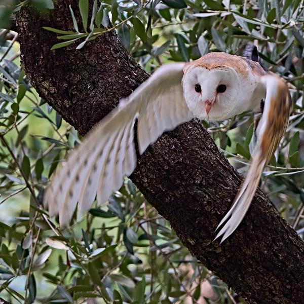 Barn Owl Tyto Alba P829001411