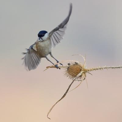 Bigia Tit Poecile Montanus P13100311