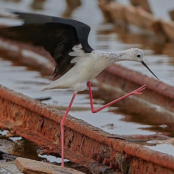Black Winged Stilt Himantopus Himantopus P62103411