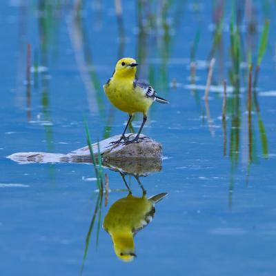 Citrine Wagtail Motacilla Citreola 50102111