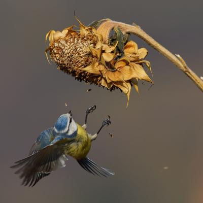Eurasian Blue Tit Cyanistes Caeruleus 34 22003841