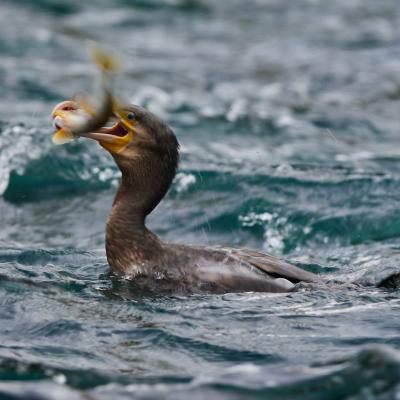 Great Cormorant Phalacrocorax Carbo B1701291