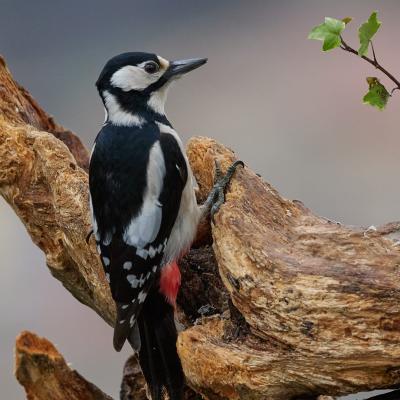 Great Spotted Woodpecker Dendrocopos Major 2270250 11