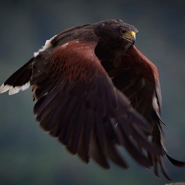 Harriss Hawk Parabuteo Unicinctus1