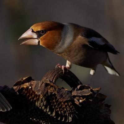 Hawfinch Coccothraustes Coccothraustes 1131277 11