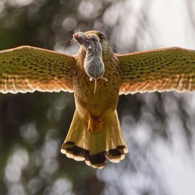 Kestrel With Prey 52710411
