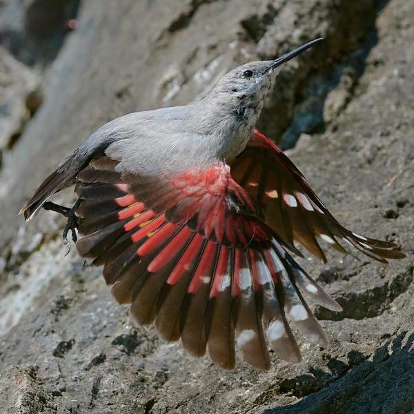 Wallclebecker Tichodroma Muraria 31700791